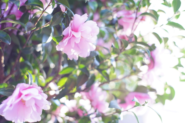 f:id:itokoichi:20131229083502j:image