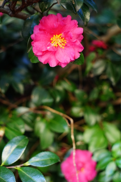 f:id:itokoichi:20131229083905j:image