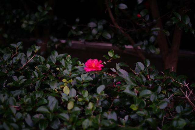 f:id:itokoichi:20140105162212j:image f:id:itokoichi:20140105162212j:image