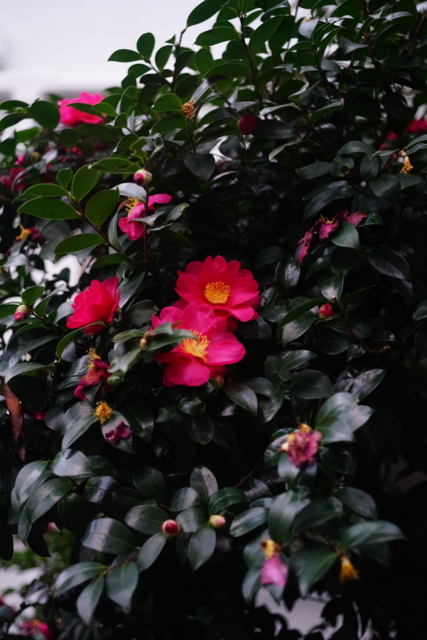 f:id:itokoichi:20140105162333j:image f:id:itokoichi:20140105162333j:image