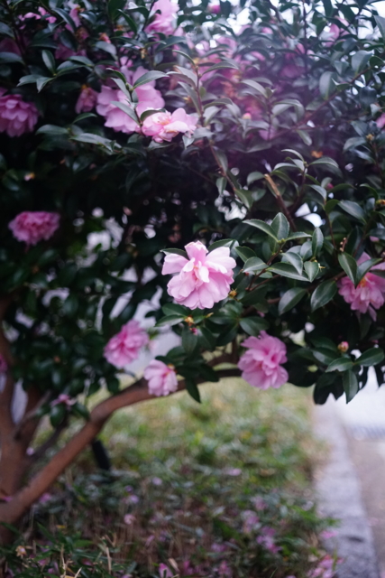 f:id:itokoichi:20140105162728j:image f:id:itokoichi:20140105162728j:image
