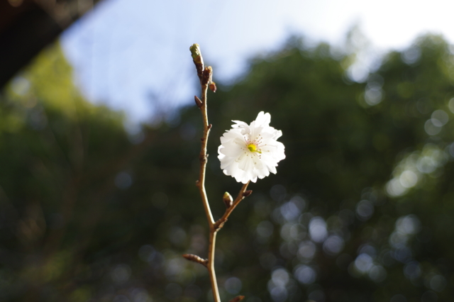 f:id:itokoichi:20140112104422j:image f:id:itokoichi:20140112104422j:image