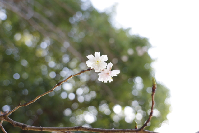 f:id:itokoichi:20140112104803j:image f:id:itokoichi:20140112104803j:image