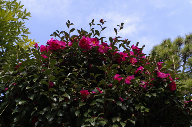 f:id:itokoichi:20140112110819j:image f:id:itokoichi:20140112110819j:image