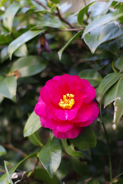 f:id:itokoichi:20140112143926j:image f:id:itokoichi:20140112143926j:image