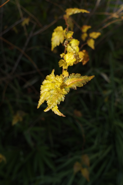 f:id:itokoichi:20140112144454j:image f:id:itokoichi:20140112144454j:image