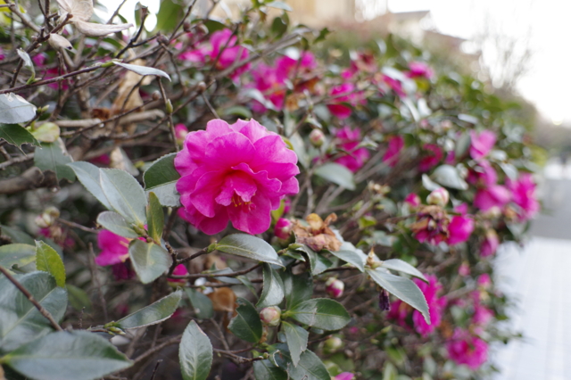 f:id:itokoichi:20140112163414j:image f:id:itokoichi:20140112163414j:image