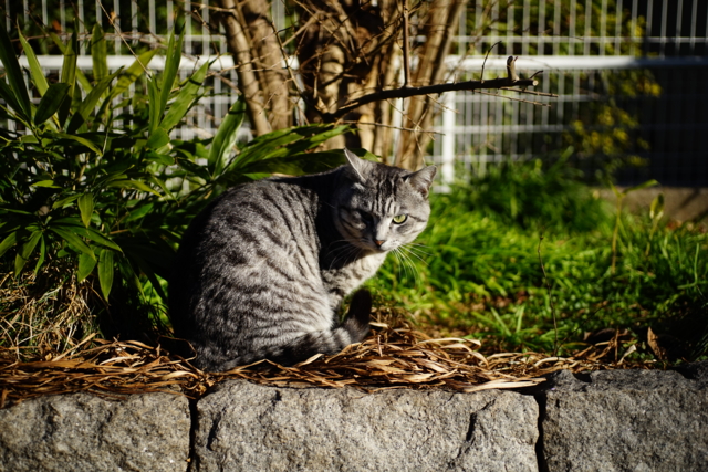 f:id:itokoichi:20140127090524j:image
