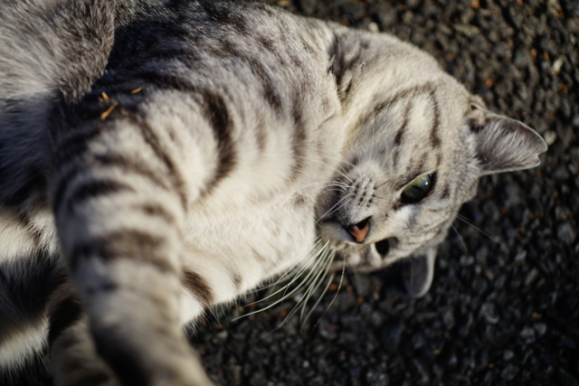 f:id:itokoichi:20140128091313j:image