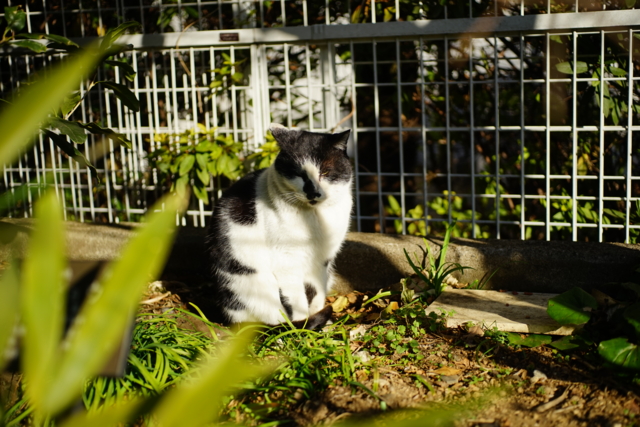 f:id:itokoichi:20140128091342j:image