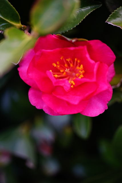 f:id:itokoichi:20140130085842j:image