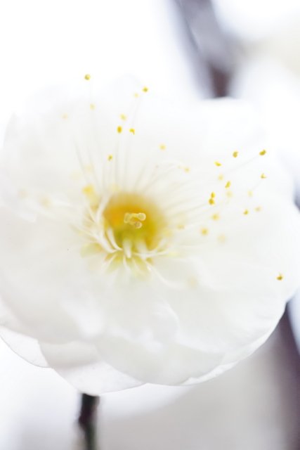 f:id:itokoichi:20140130133435j:image