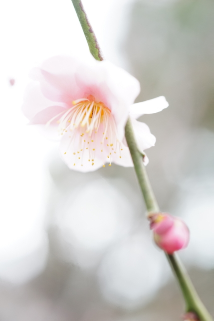 f:id:itokoichi:20140130134114j:image