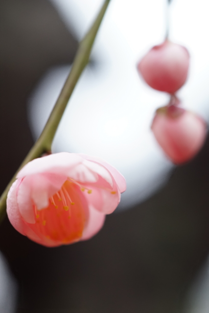 f:id:itokoichi:20140130134221j:image