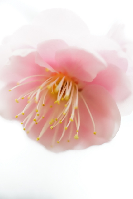 f:id:itokoichi:20140130134314j:image