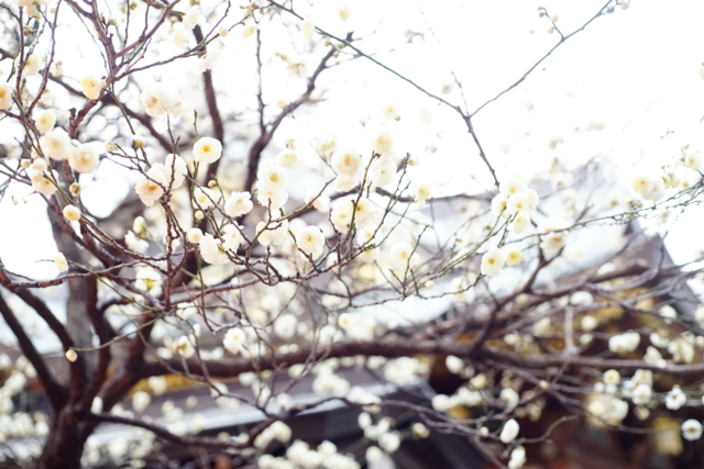 f:id:itokoichi:20140130134508j:image