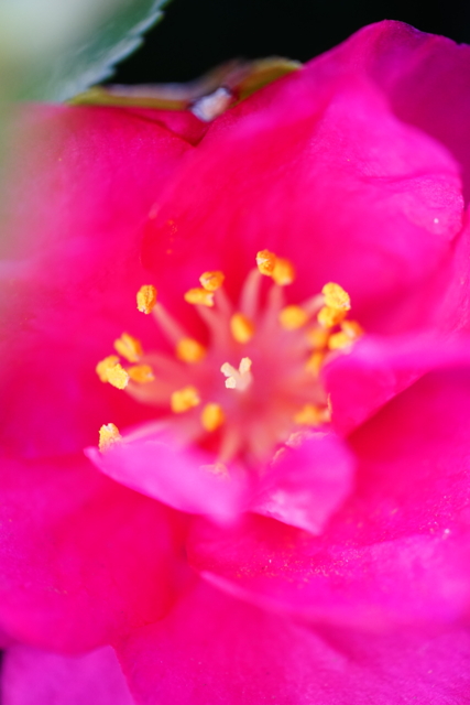f:id:itokoichi:20140131085308j:image