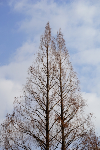 f:id:itokoichi:20140201084947j:image