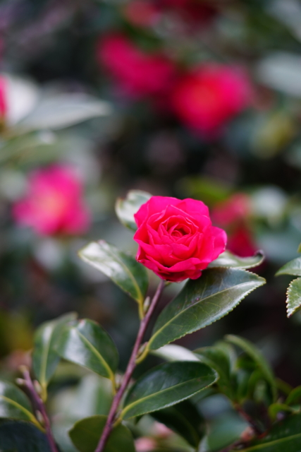 f:id:itokoichi:20140201085222j:image