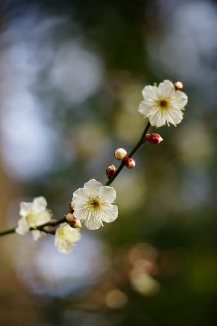 f:id:itokoichi:20140201095449j:image