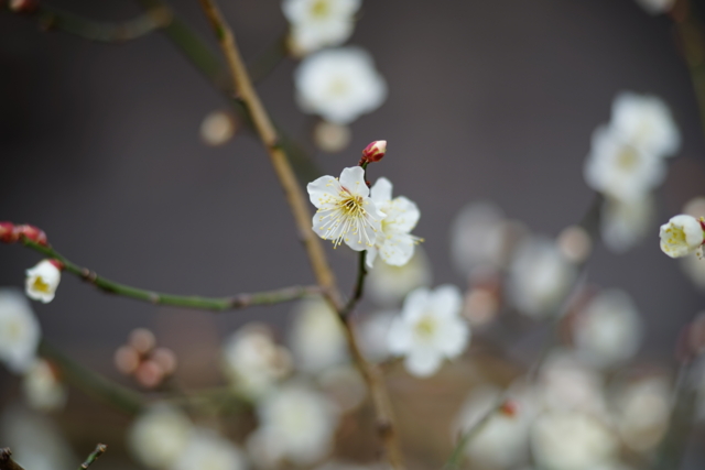 f:id:itokoichi:20140201095532j:image