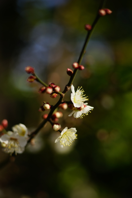 f:id:itokoichi:20140201095653j:image