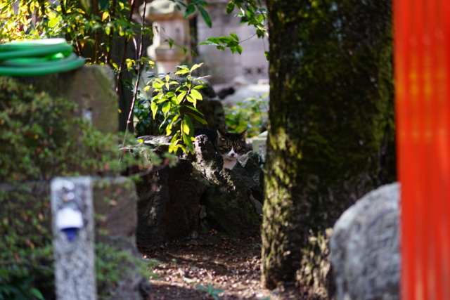 f:id:itokoichi:20140201095958j:image