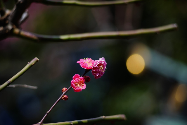 f:id:itokoichi:20140201100137j:image