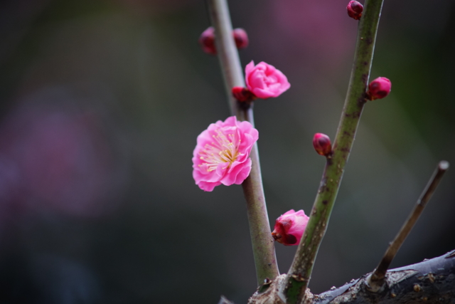 f:id:itokoichi:20140211085232j:image f:id:itokoichi:20140211085232j:image