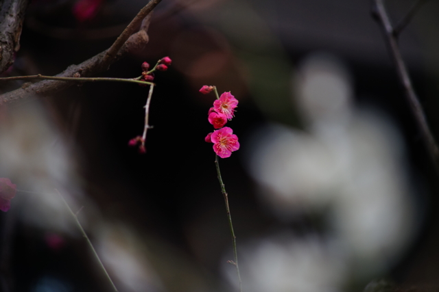 f:id:itokoichi:20140211090332j:image f:id:itokoichi:20140211090332j:image