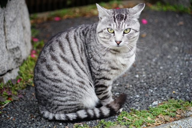 f:id:itokoichi:20140211091511j:image f:id:itokoichi:20140211091511j:image