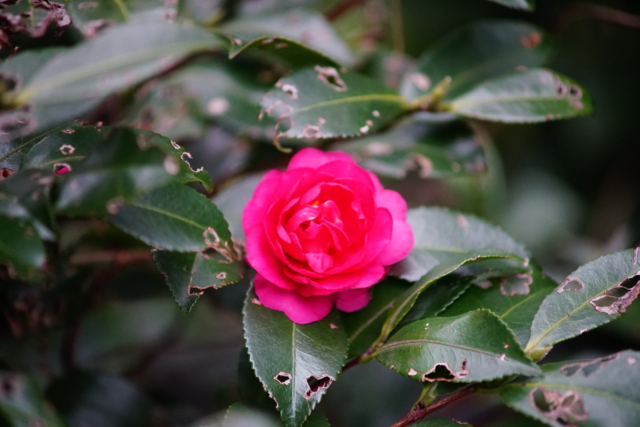 f:id:itokoichi:20140211092421j:image f:id:itokoichi:20140211092421j:image