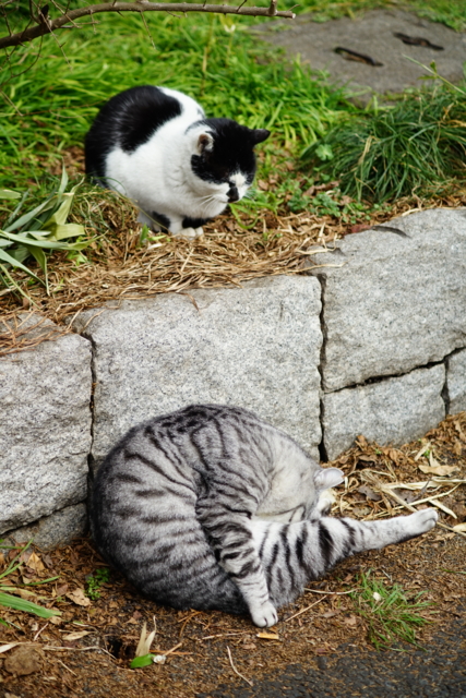 f:id:itokoichi:20140211114725j:image f:id:itokoichi:20140211114725j:image