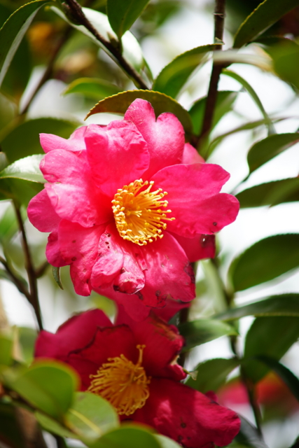 f:id:itokoichi:20140211114906j:image f:id:itokoichi:20140211114906j:image
