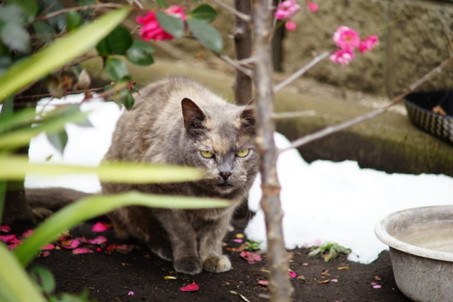 f:id:itokoichi:20140211115636j:image f:id:itokoichi:20140211115636j:image