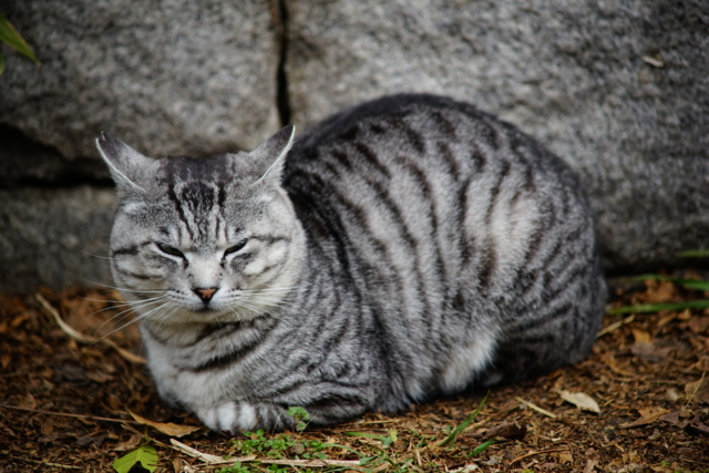 f:id:itokoichi:20140213091230j:image