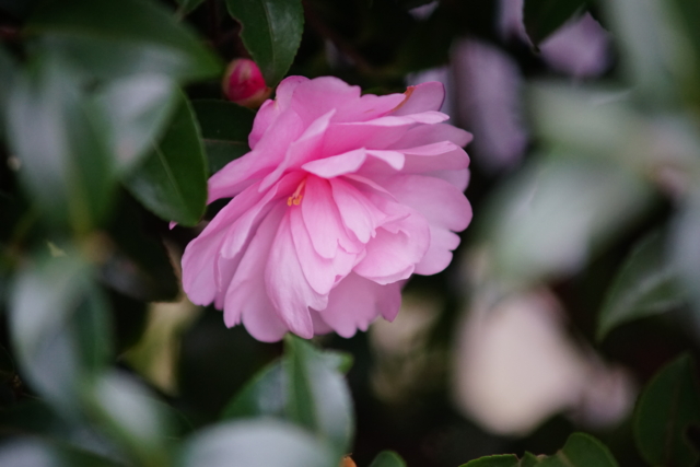 f:id:itokoichi:20140213091619j:image