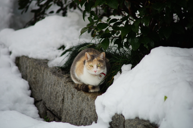 f:id:itokoichi:20140215135919j:image