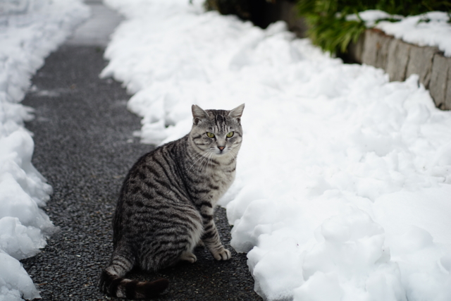 f:id:itokoichi:20140215140144j:image