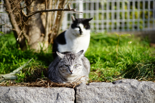 f:id:itokoichi:20140219090458j:image