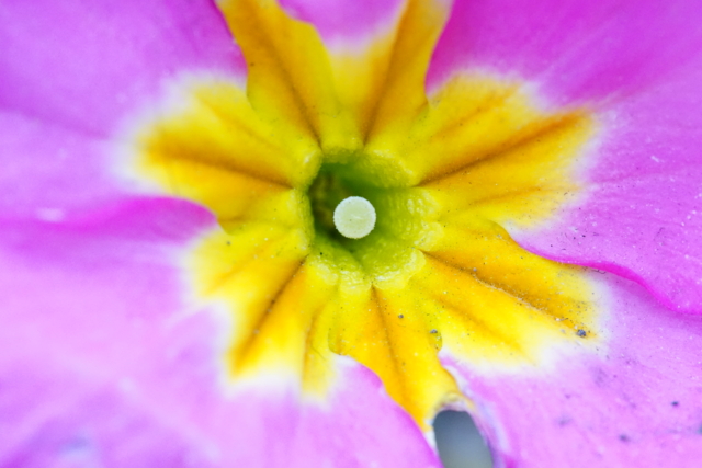 f:id:itokoichi:20140219130859j:image