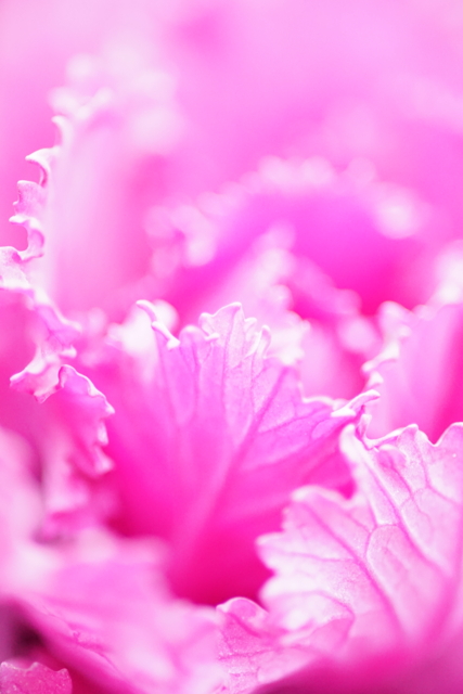 f:id:itokoichi:20140219131458j:image