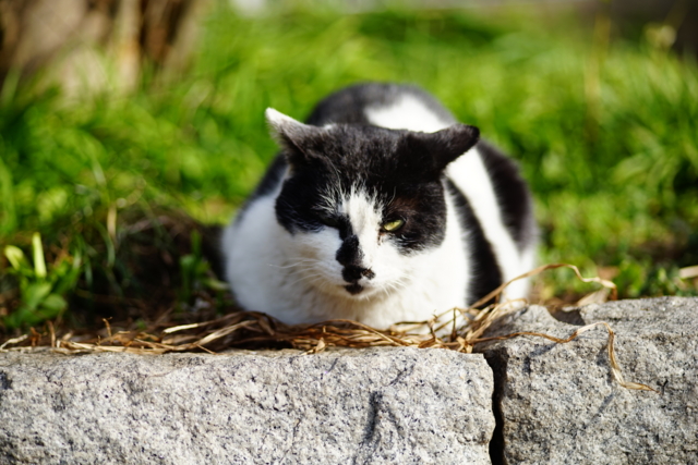 f:id:itokoichi:20140220090547j:image