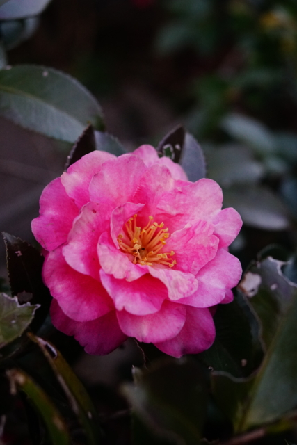 f:id:itokoichi:20140222172026j:image f:id:itokoichi:20140222172026j:image