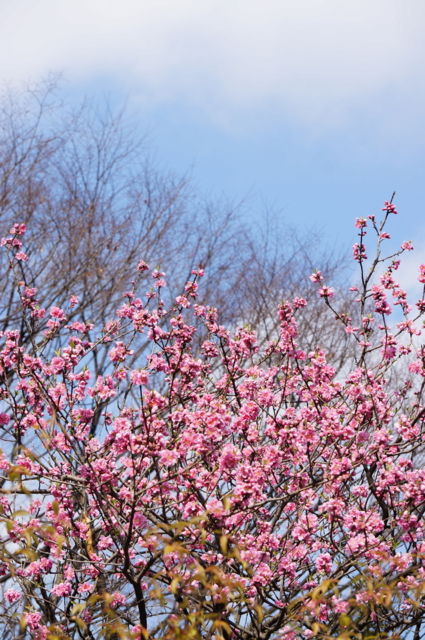 f:id:itokoichi:20140318231002j:image f:id:itokoichi:20140318231002j:image