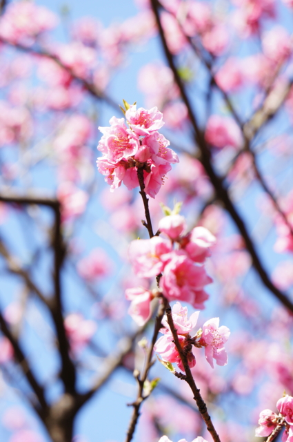 f:id:itokoichi:20140318231003j:image f:id:itokoichi:20140318231003j:image