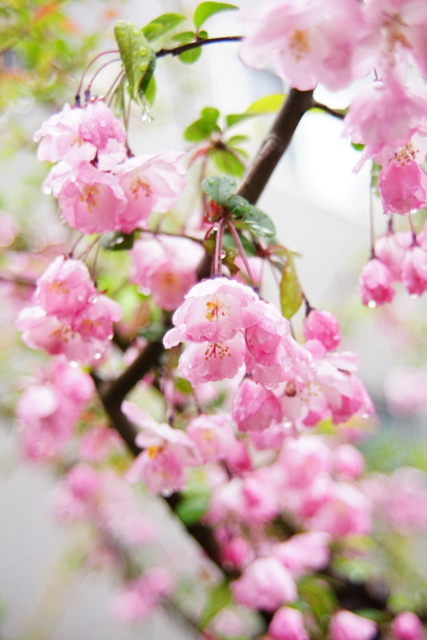 f:id:itokoichi:20140404080006j:image
