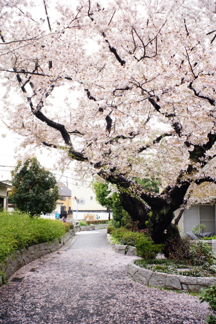 f:id:itokoichi:20140404080359j:image