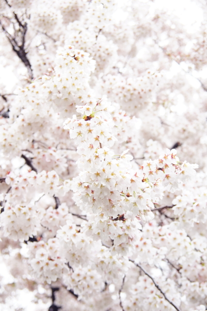 f:id:itokoichi:20140404081415j:image