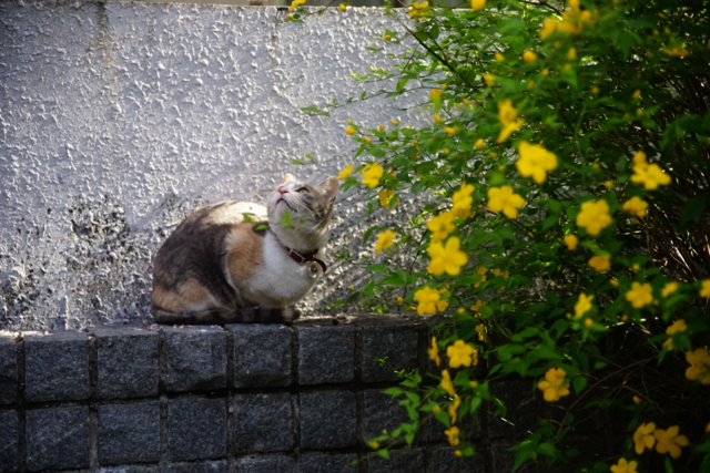 f:id:itokoichi:20140405080210j:image f:id:itokoichi:20140405080210j:image